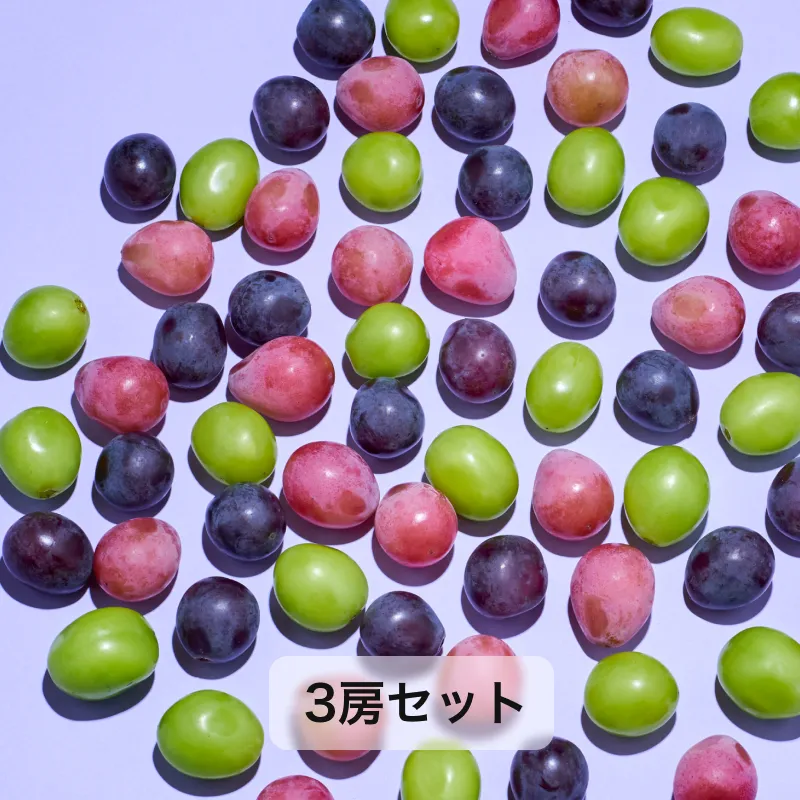 【送料無料】"今が旬"の至高のぶどうの3房セット丨今年も豊作!何が届くかはお楽しみ♪