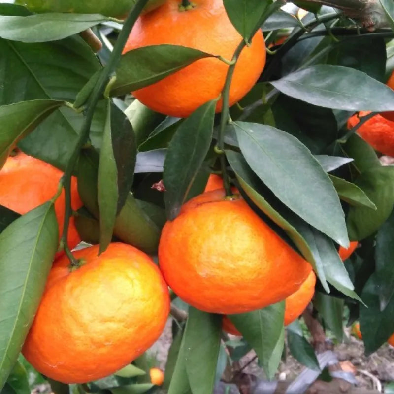 浜王🍊幻のみかん!新感覚のぷちぷち食感