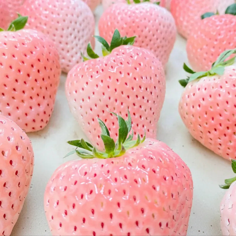 超希少・特大‼さくらいちごプレミアム🍓6粒1P｜凝縮された上品