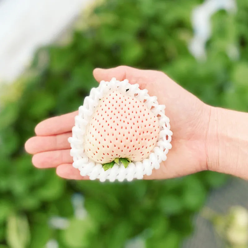 雪うさぎプレミアム🍓大玉6粒1P|桃の香りと上品な甘みが特徴の特大いちご