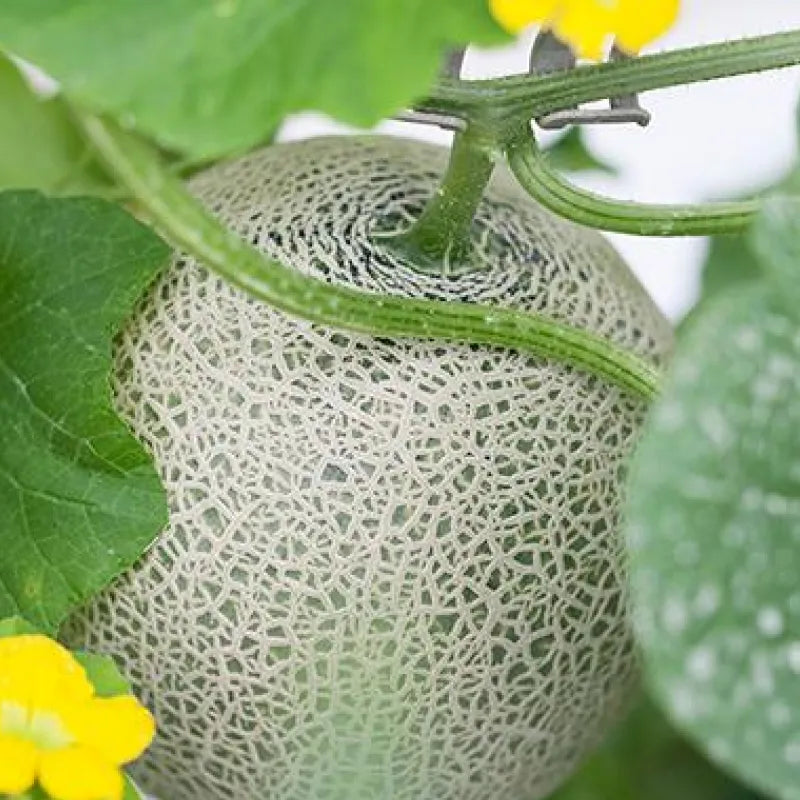 【秀品】肥後グリーン🍈2玉|糖度14度以上!シャキッとみずみずしいジューシーな大玉メロン