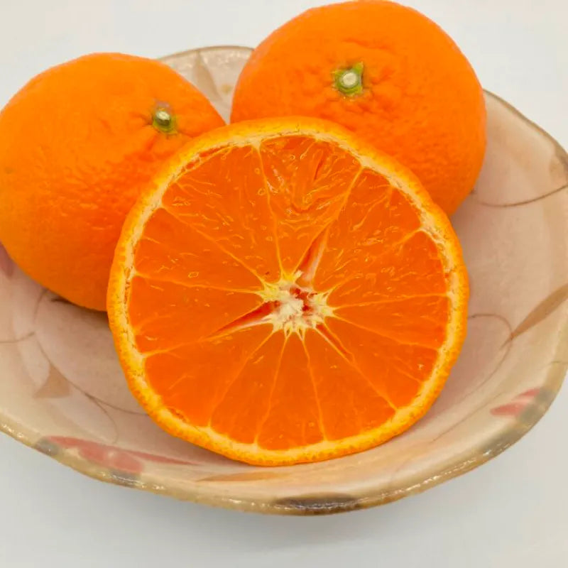 【早割】南津海🍊とても珍しい初夏のコク旨みかん