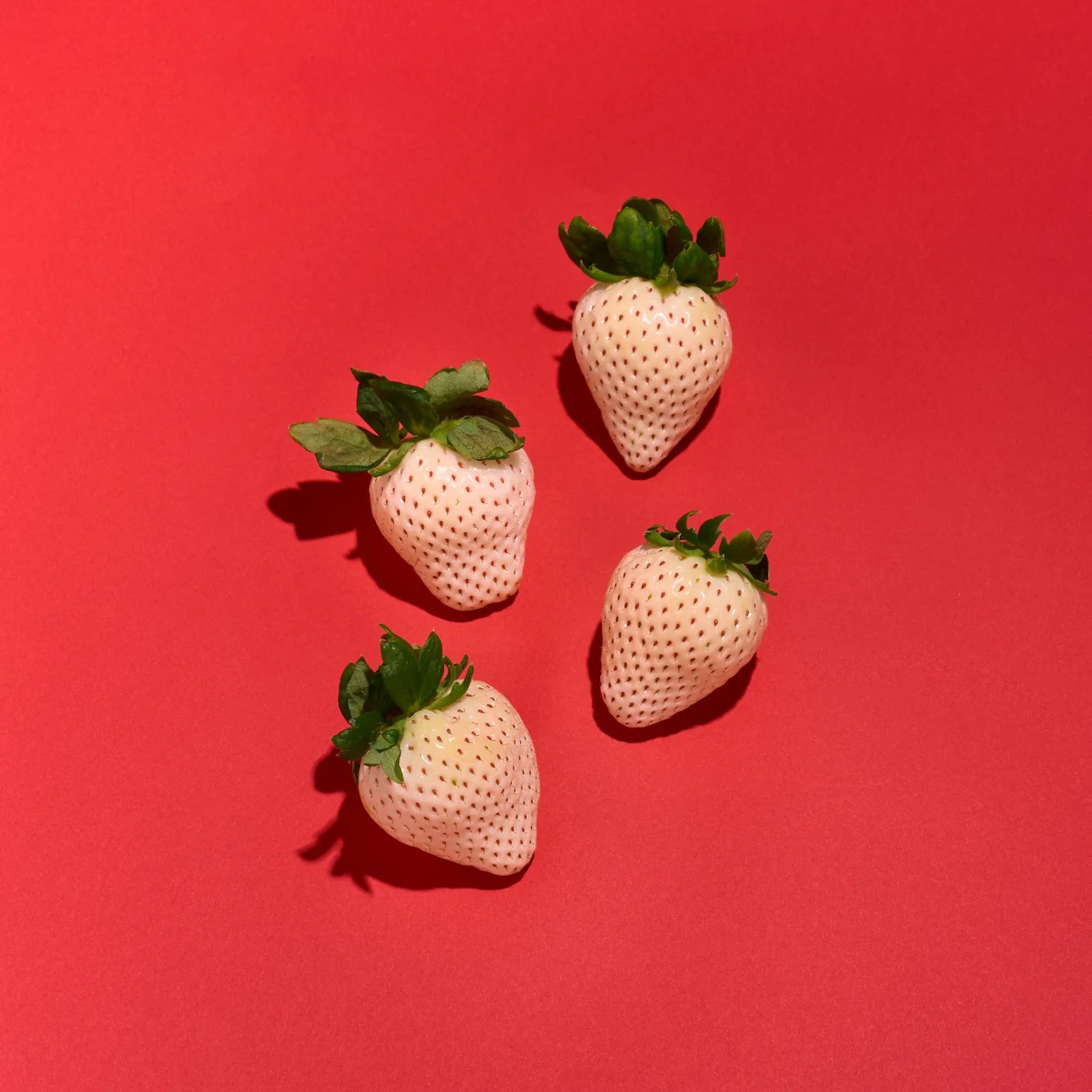 苺風 特大!!雪うさぎプレミアム🍓大玉6粒1P｜桃の香りと上品な甘みが特徴の