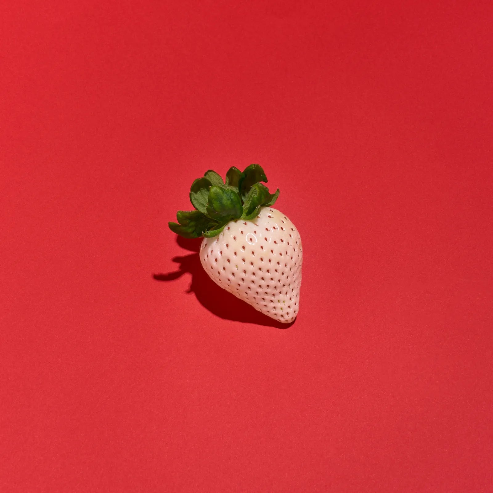 特大!!雪うさぎプレミアム🍓大玉6粒1P|桃の香りと上品な甘みが特徴の超大粒いちご