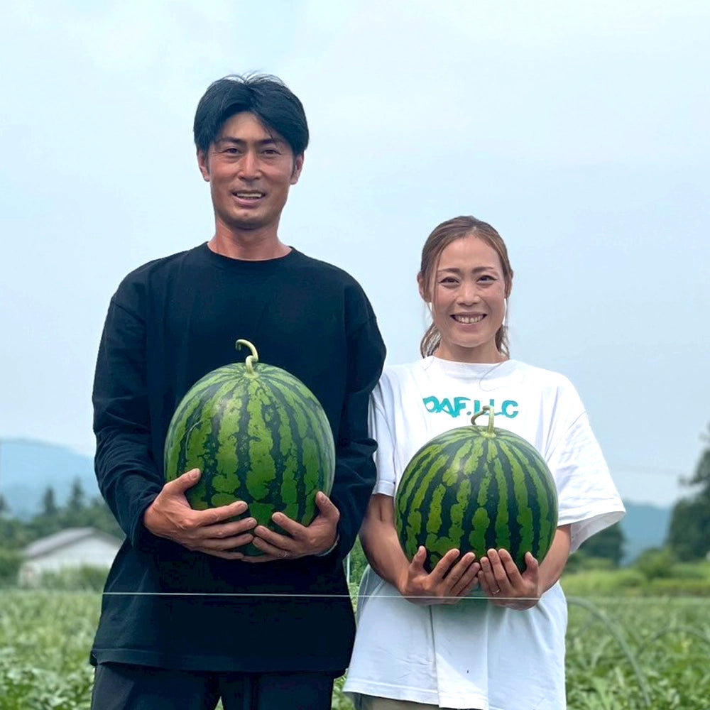 【衝撃の糖度13~14度‼】極上の甘さとみずみずしさ|干ばつに負けず毎日何トンも水やりして育てた大玉「尾花沢スイカ」 6L(約11kg)
