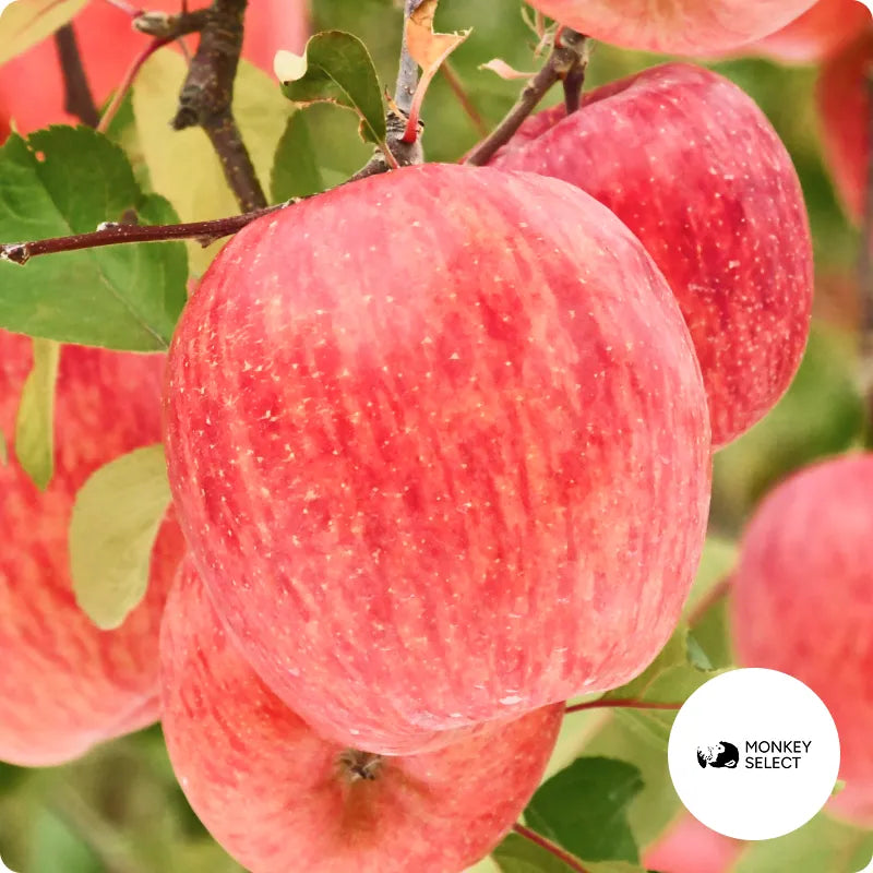 【早割】サンふじ小玉1kg🍎雪国育ちの爽やかな甘さとシャキっと歯ごたえ