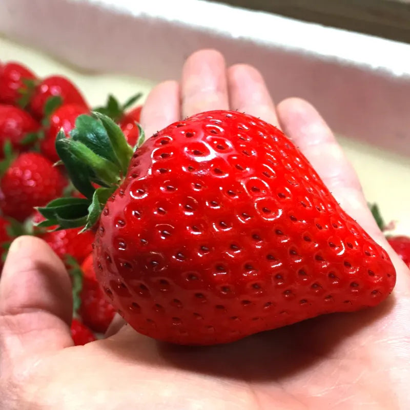 特大‼おおきみプレミアム🍓6粒入り1P｜まったり濃厚な香りと溢れる果汁が特徴の超特大いちご