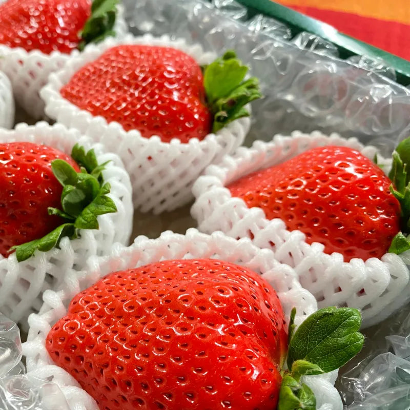 特大‼おおきみプレミアム🍓6粒入り1P｜まったり濃厚な香りと溢れる果汁が特徴の超特大いちご