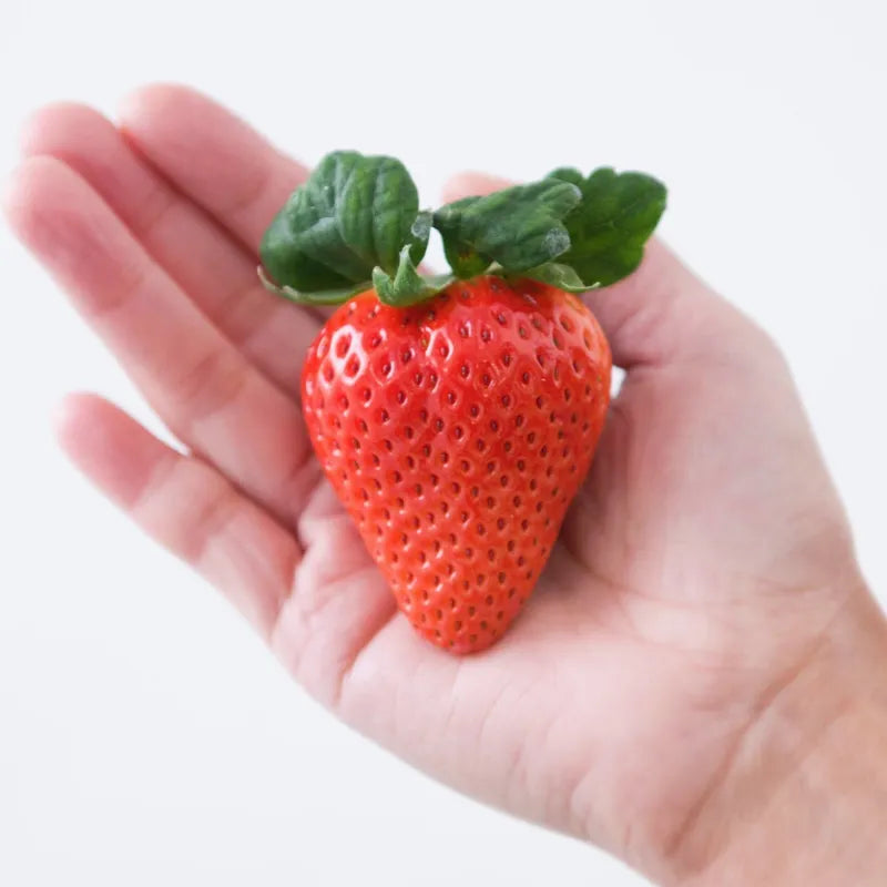 大粒！おおきみ🍓6～11粒入り2P｜まったり濃厚な香りと溢れる果汁が特徴の大粒いちご