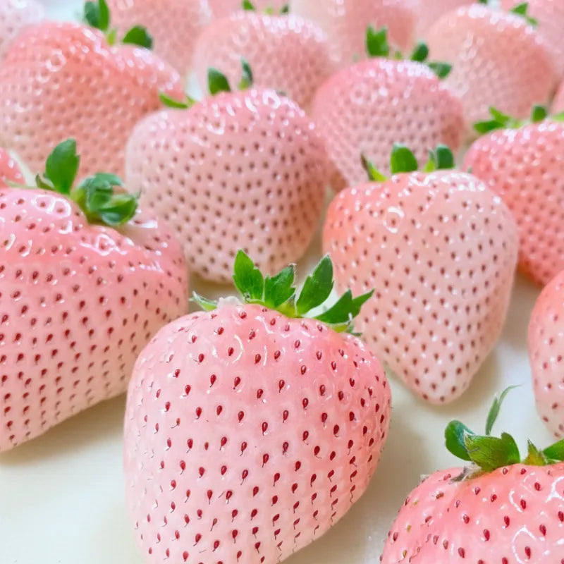【早割】さくらいちご🍓6～11粒入り2P｜春限定の桜色🌸春のお祝いに喜ばれる希少種