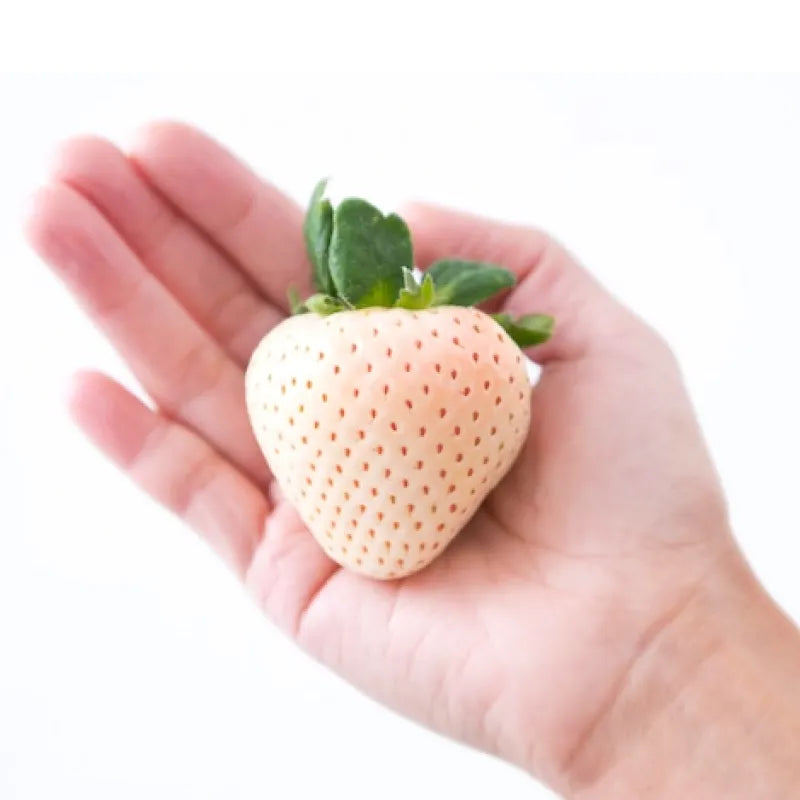 大粒！雪うさぎ🍓6～11粒入り2P｜桃の香りと上品な甘みが特徴の大粒いちご