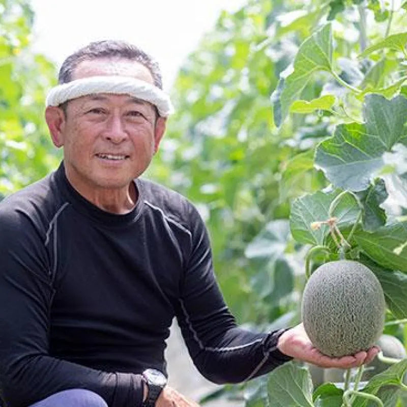 【秀品】肥後グリーン🍈2玉｜糖度14度以上！シャキッとみずみずしいジューシーな大玉メロン