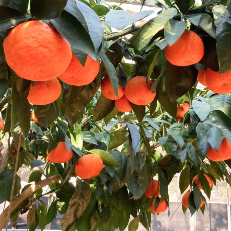 【早割】南津海🍊とても珍しい初夏のコク旨みかん