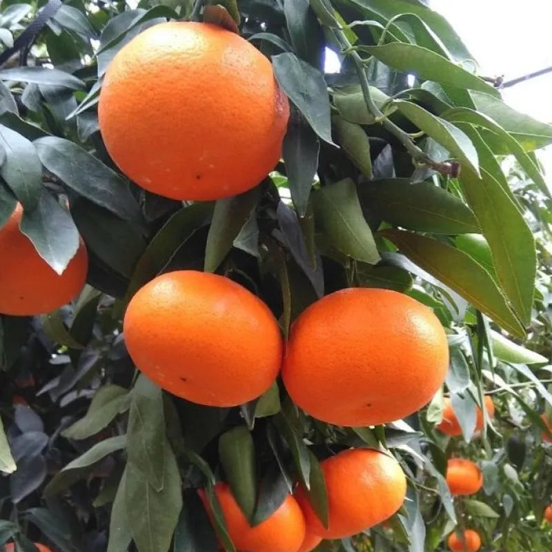 【早割】麗紅🍊味も見た目も上品なみかん