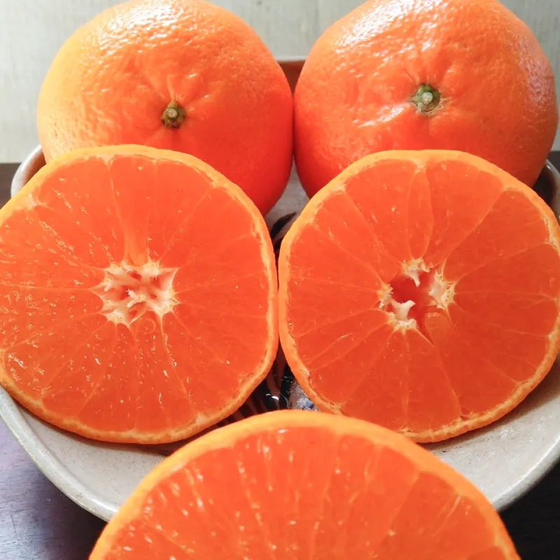 【早割】麗紅🍊味も見た目も上品なみかん