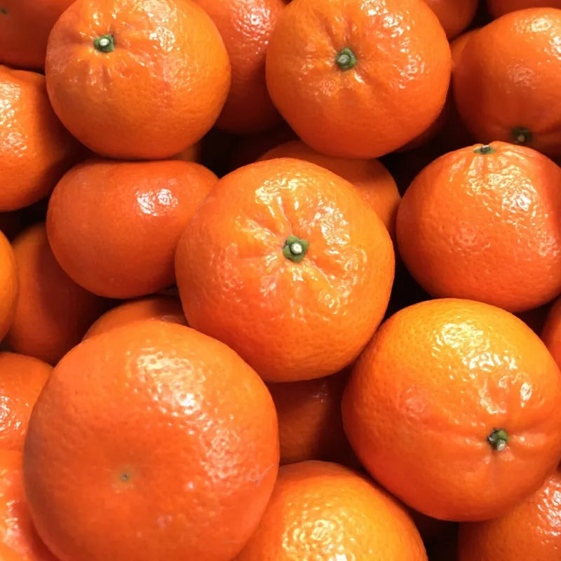 【早割】潮美みかん🍊糖度20度！あま～い超希少みかん