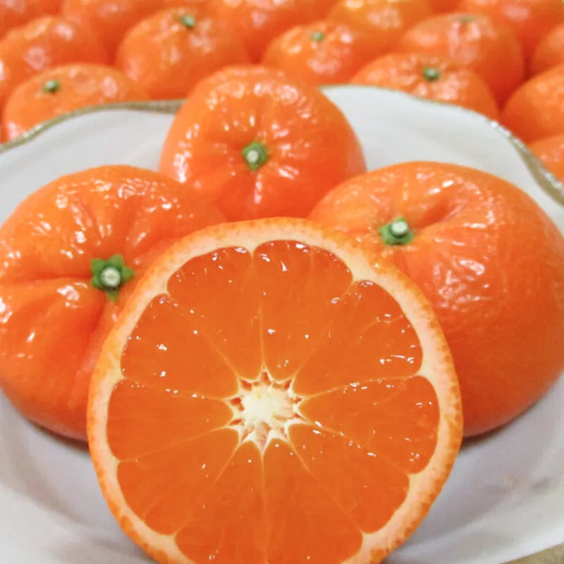 【早割】潮美みかん🍊糖度20度！あま～い超希少みかん