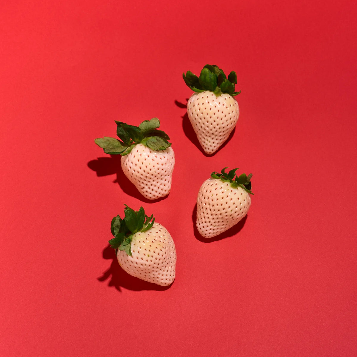 特大!!雪うさぎプレミアム🍓大玉6粒1P｜桃の香りと上品な甘みが特徴の