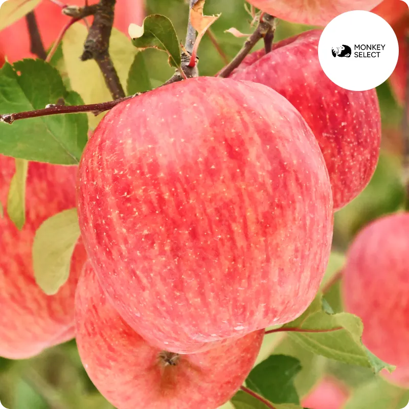 山形県産サンふじ🍎雪国育ちの爽やかな甘さとシャキっと歯ごたえ