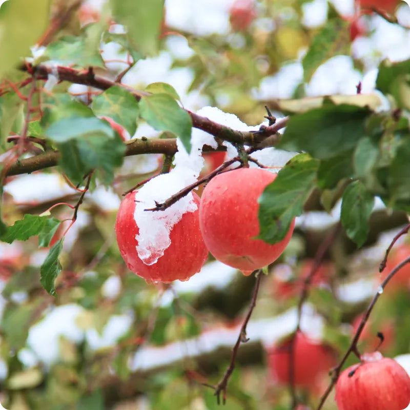 【早割】サンふじ小玉1kg🍎雪国育ちの爽やかな甘さとシャキっと歯ごたえ